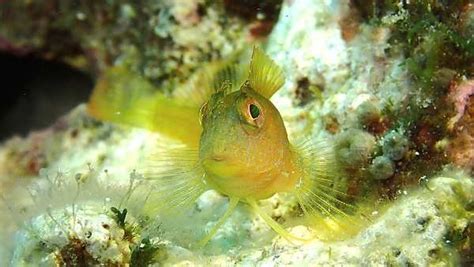 Discover the Marvelous Midas Blenny with our .